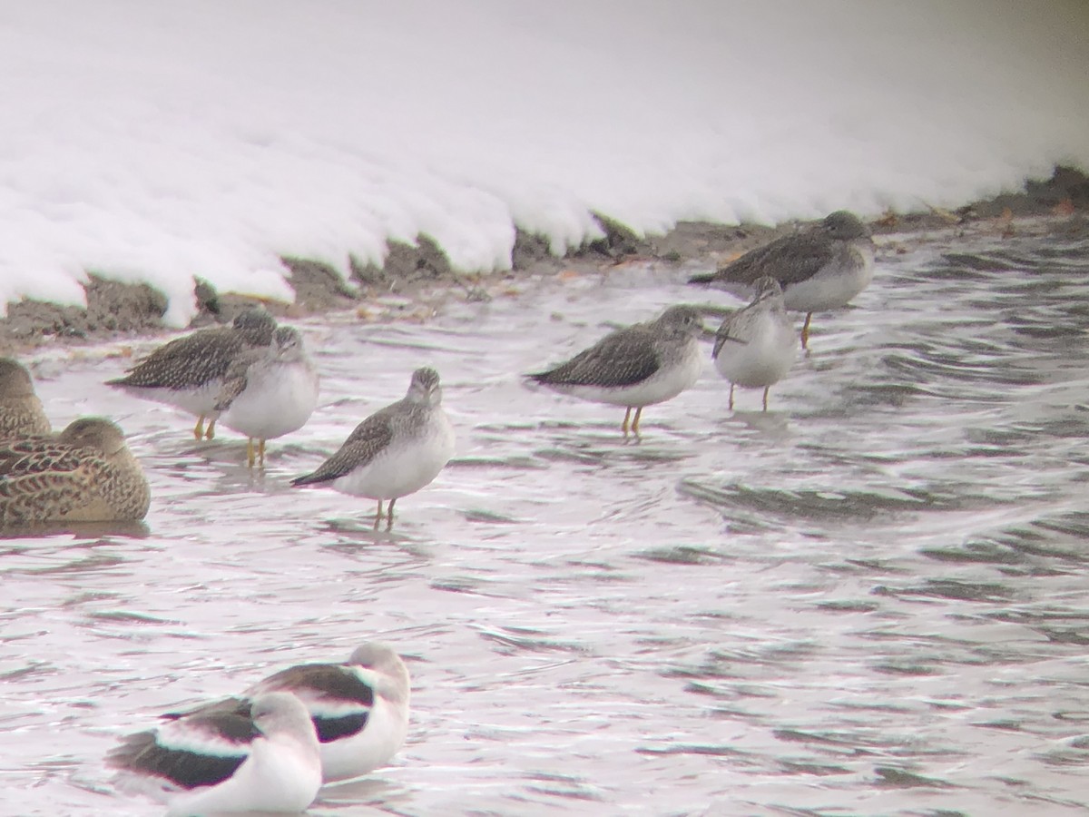 Greater Yellowlegs - ML273543141