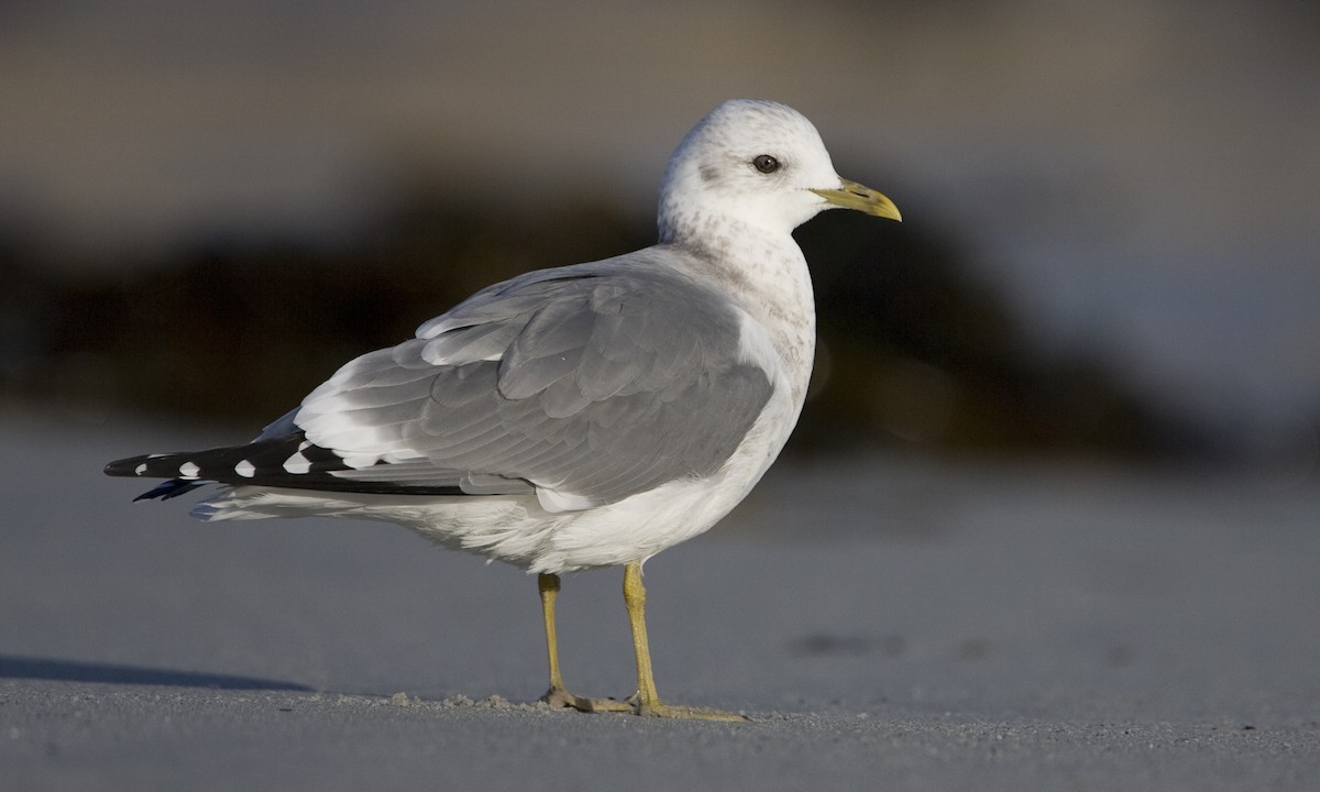 Short-billed Gull - ML27354451