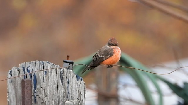 Vermilion Flycatcher - ML273544631