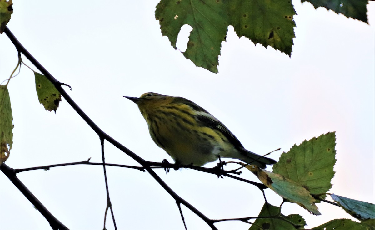 Cape May Warbler - ML273545071