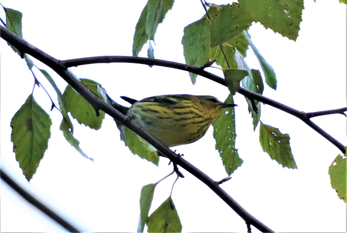 Cape May Warbler - ML273545151