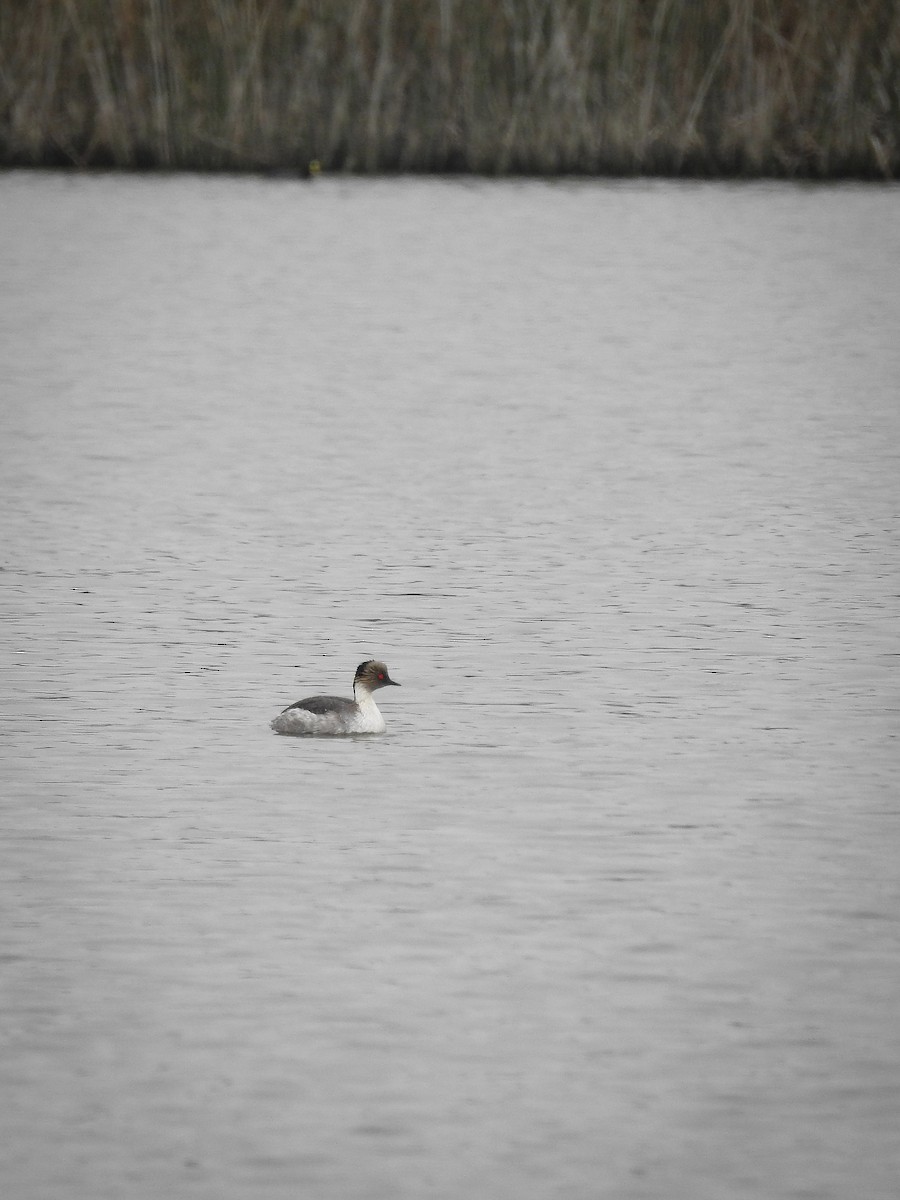 Silvery Grebe - ML273546471