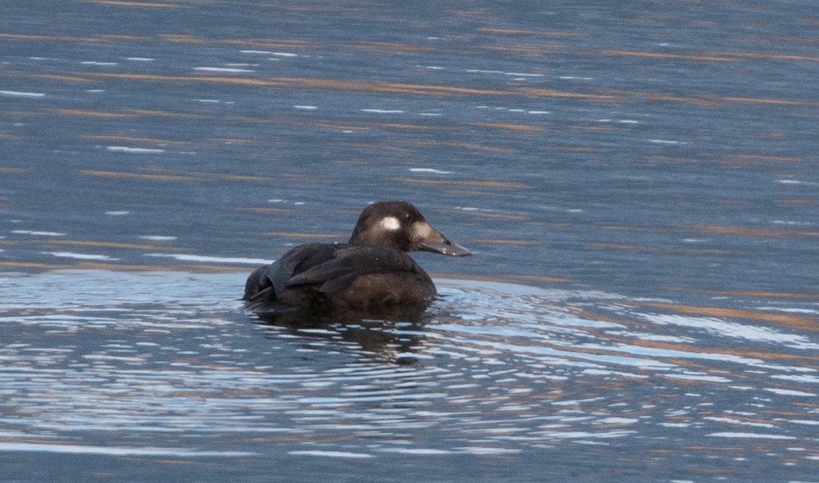 White-winged Scoter - ML273547241