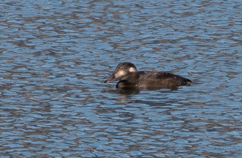 White-winged Scoter - ML273547251