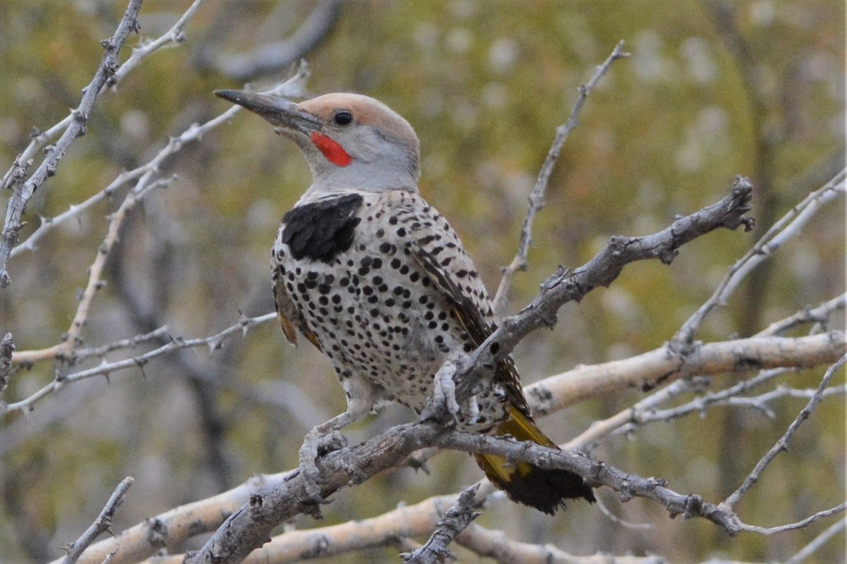 Gilded Flicker - David Hollie