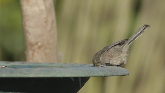 Bushtit (Pacific) - ML273551171