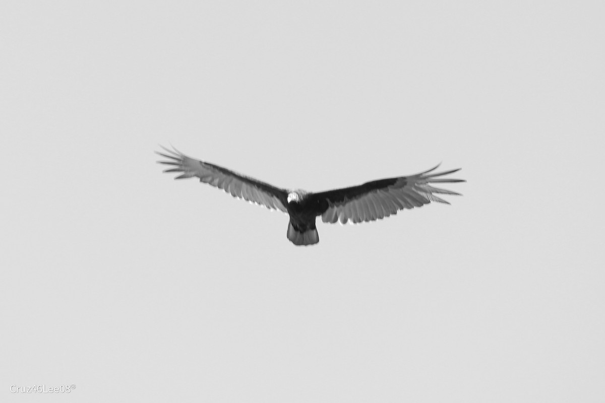 Turkey Vulture - ML273551331