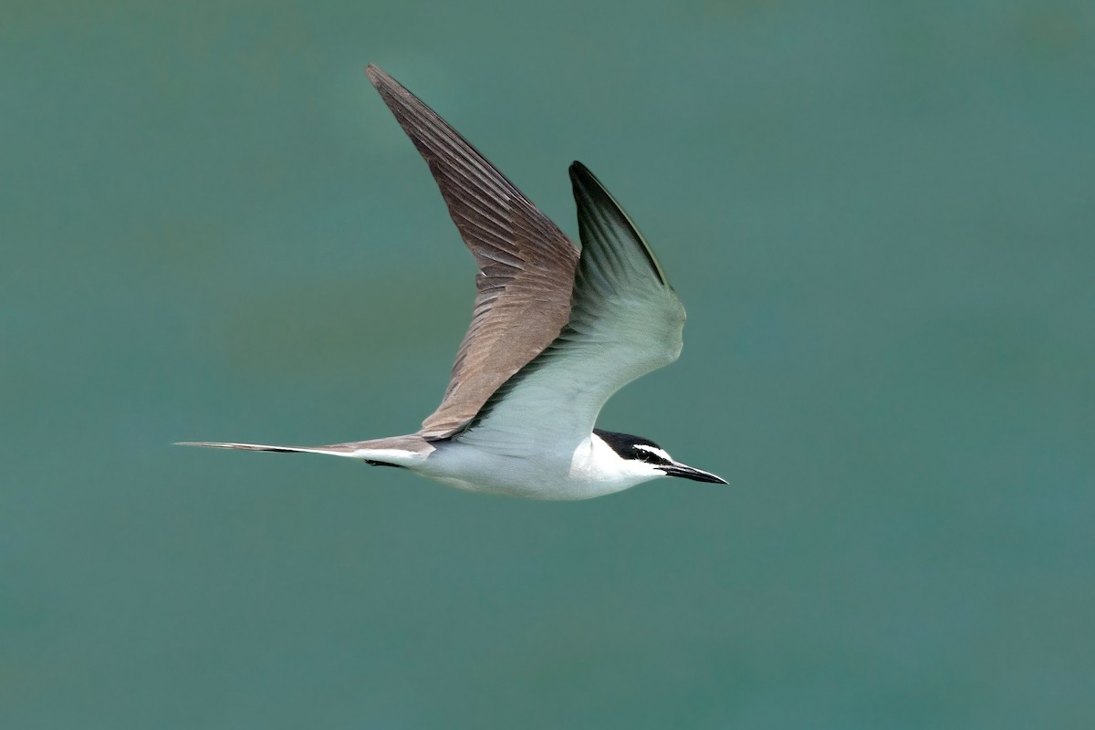 Bridled Tern - David Irving