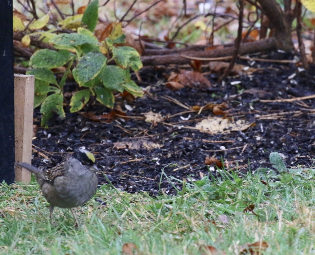 Golden-crowned Sparrow - ML273551791