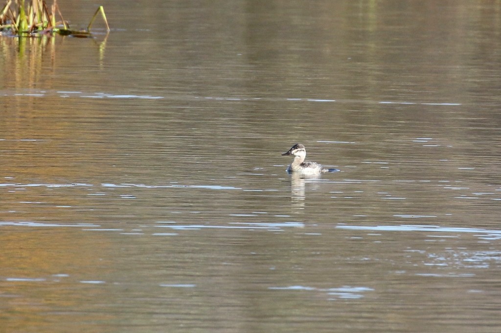 Ruddy Duck - ML273552891