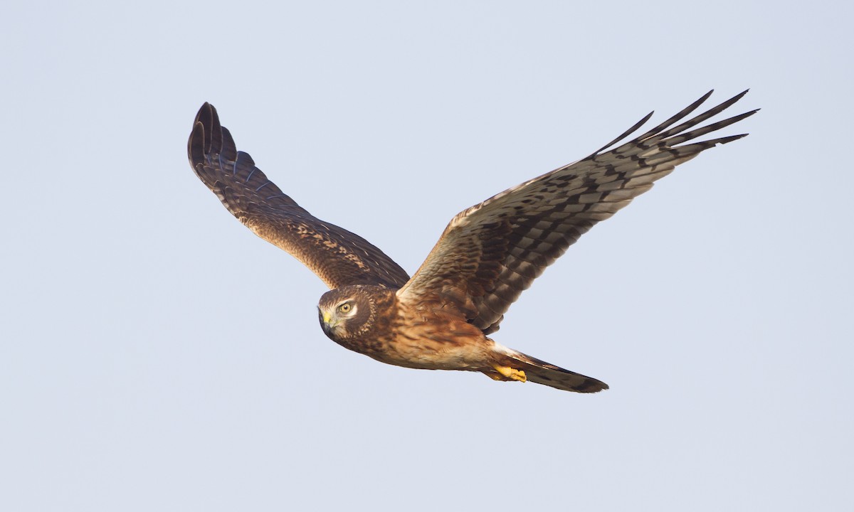 Northern Harrier - Brian Sullivan
