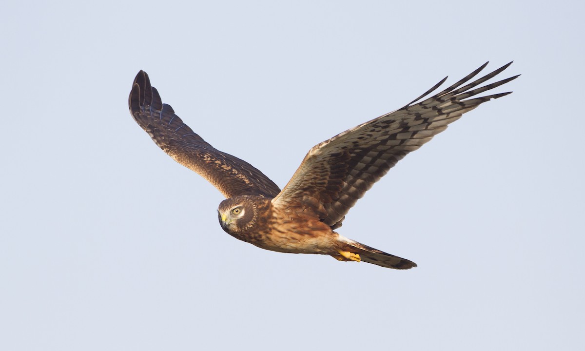 Northern Harrier - ML27355321