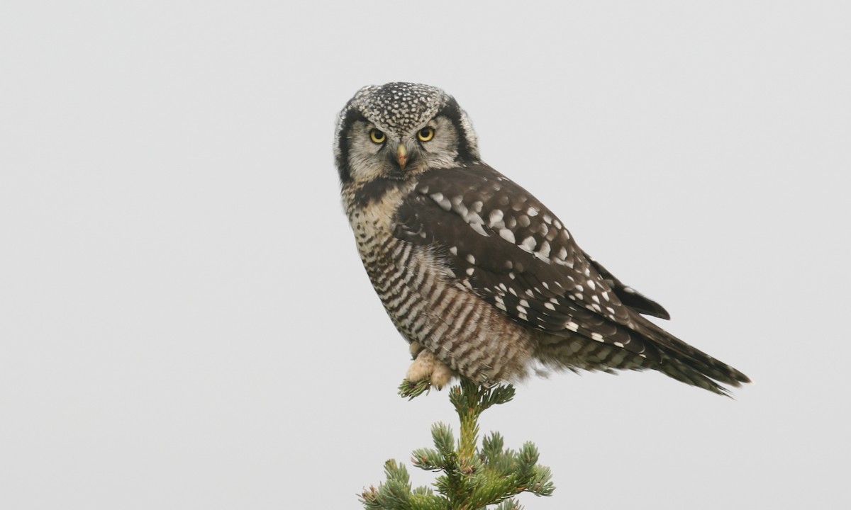 Northern Hawk Owl - Brian Sullivan