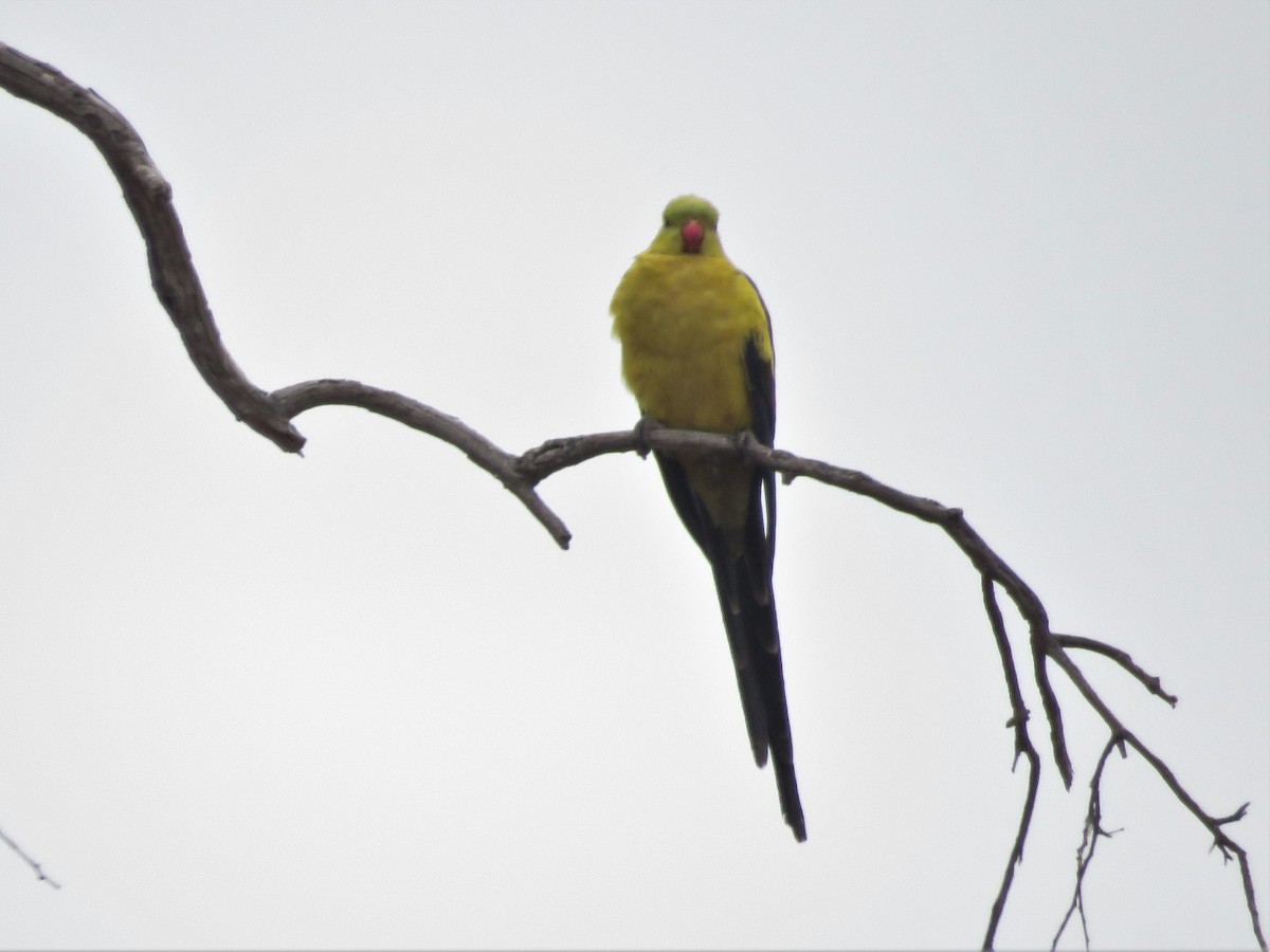 papouškovec žlutokřídlý - ML273554721
