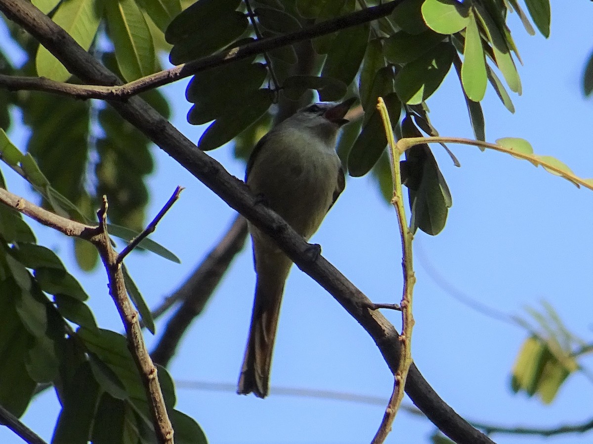 Small Minivet - ML273555881