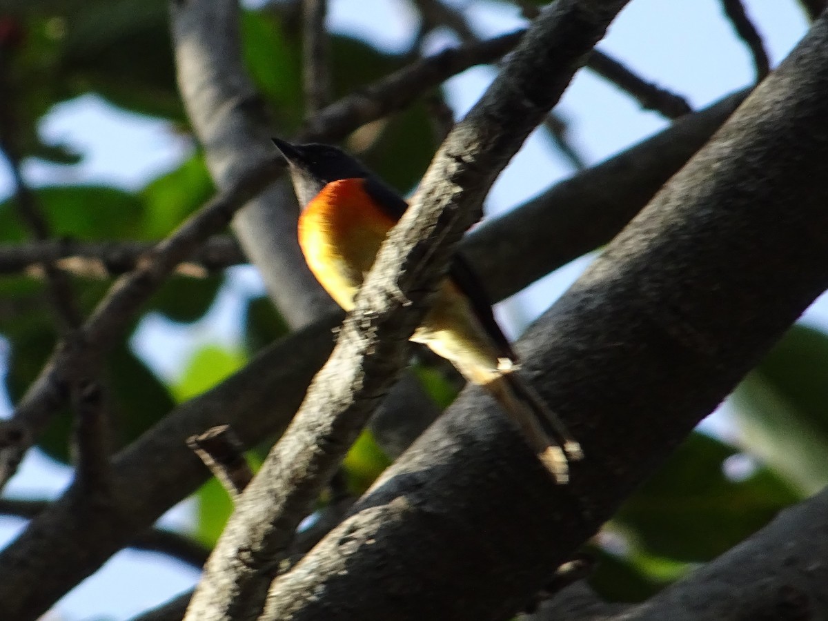 Small Minivet - ML273555931