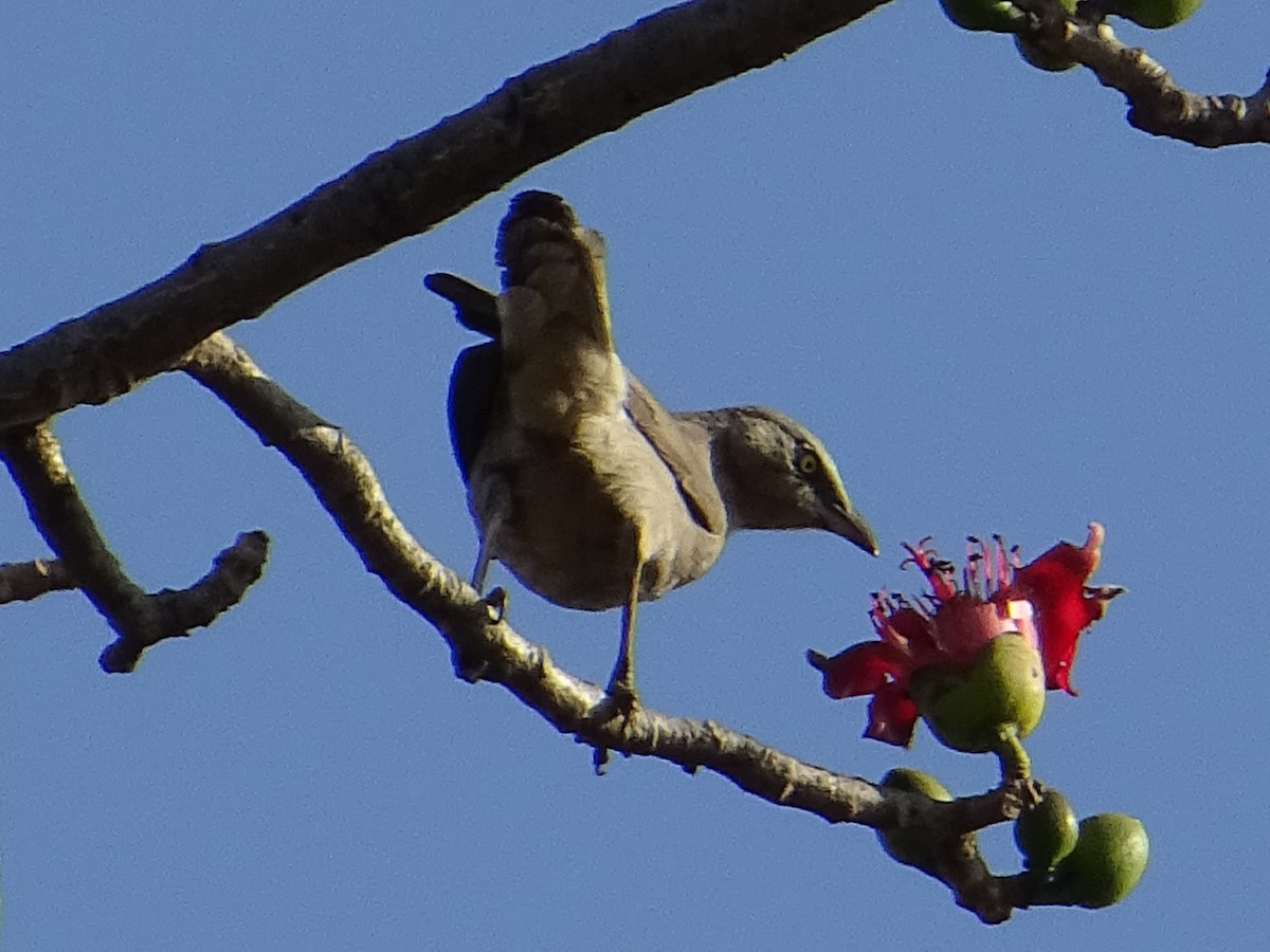 Large Gray Babbler - ML273555961