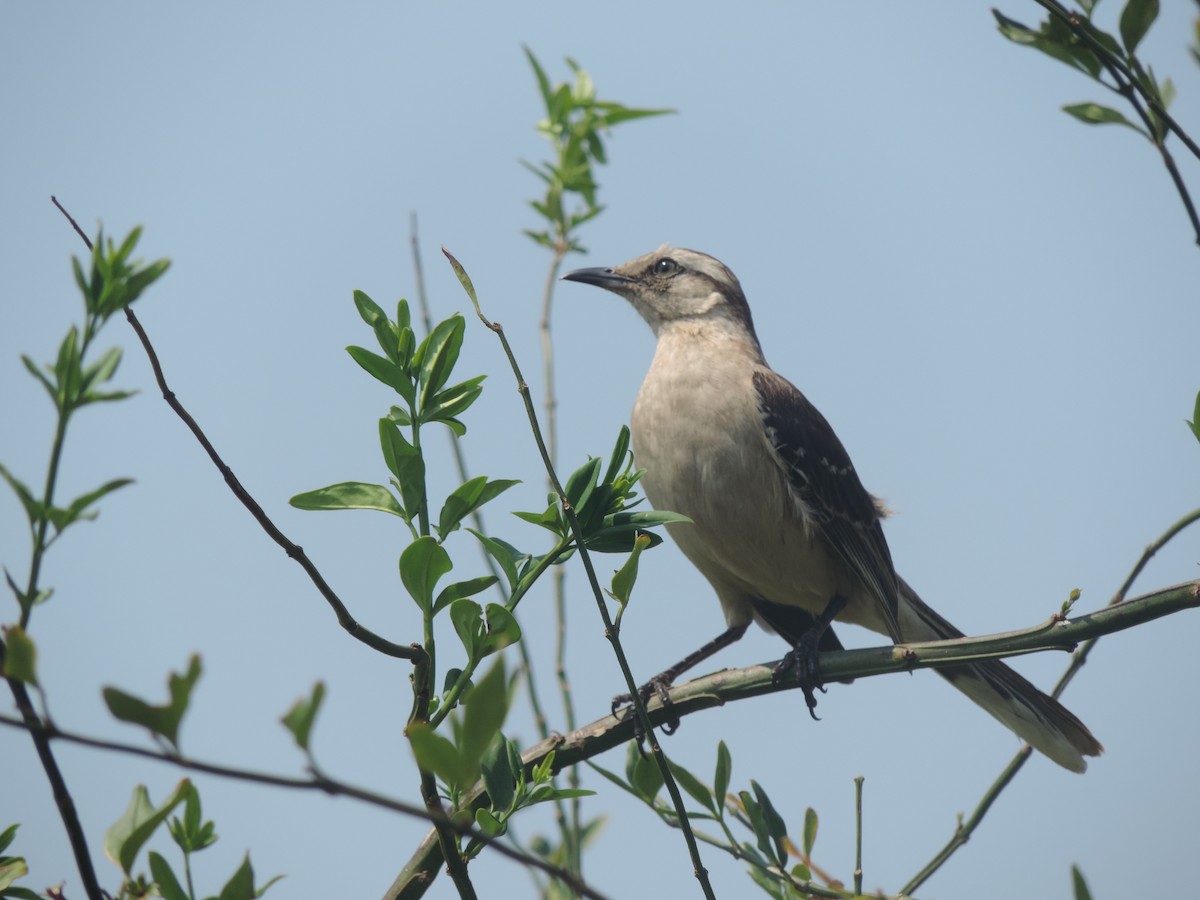 Chalk-browed Mockingbird - ML273556381