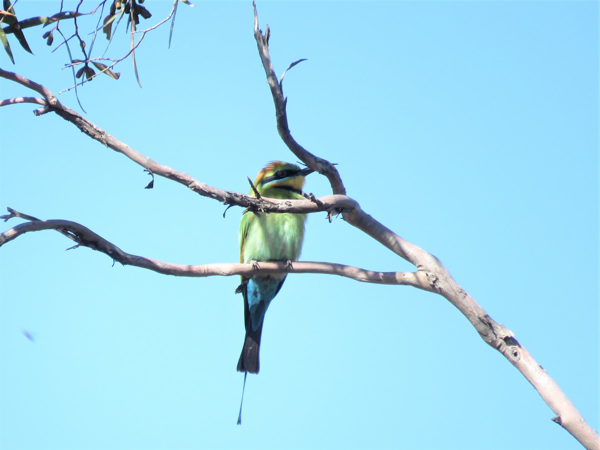 Rainbow Bee-eater - ML273557001