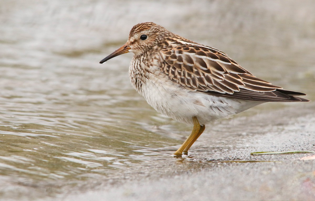 Graubrust-Strandläufer - ML273557521