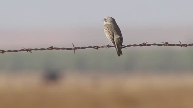 Sagebrush Sparrow - ML273558501