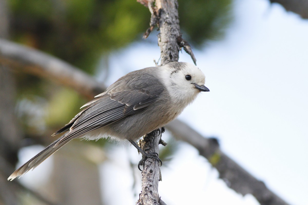 Canada Jay (Rocky Mts.) - ML273558971