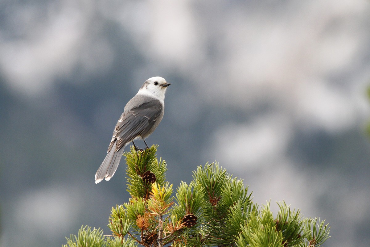 Canada Jay (Rocky Mts.) - ML273559021