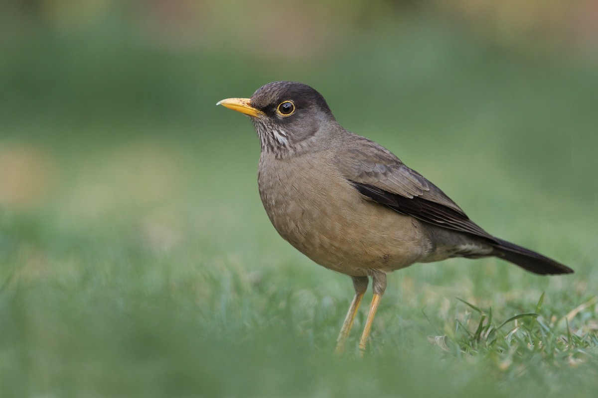 Austral Thrush - ML273559331