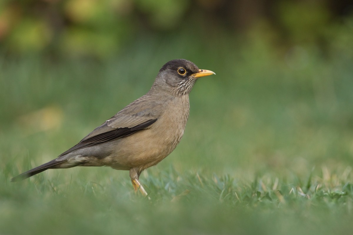 Austral Thrush - ML273559521