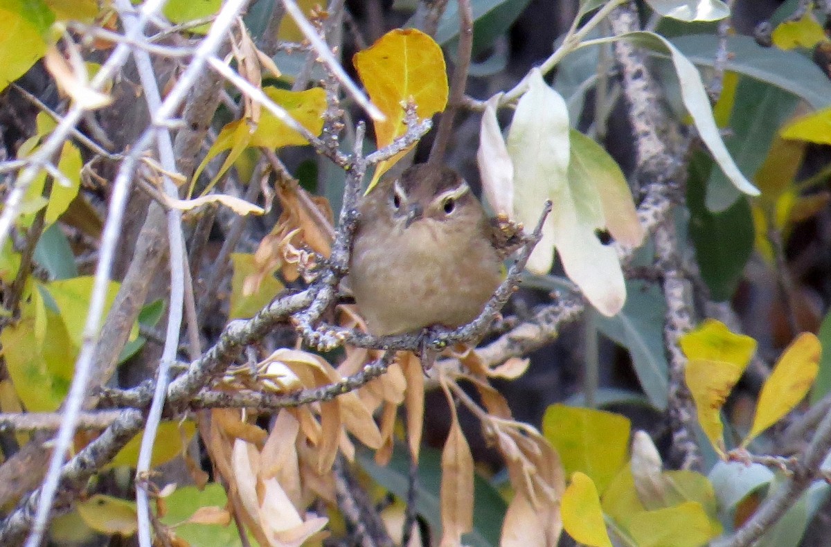 Marsh Wren - Merri R