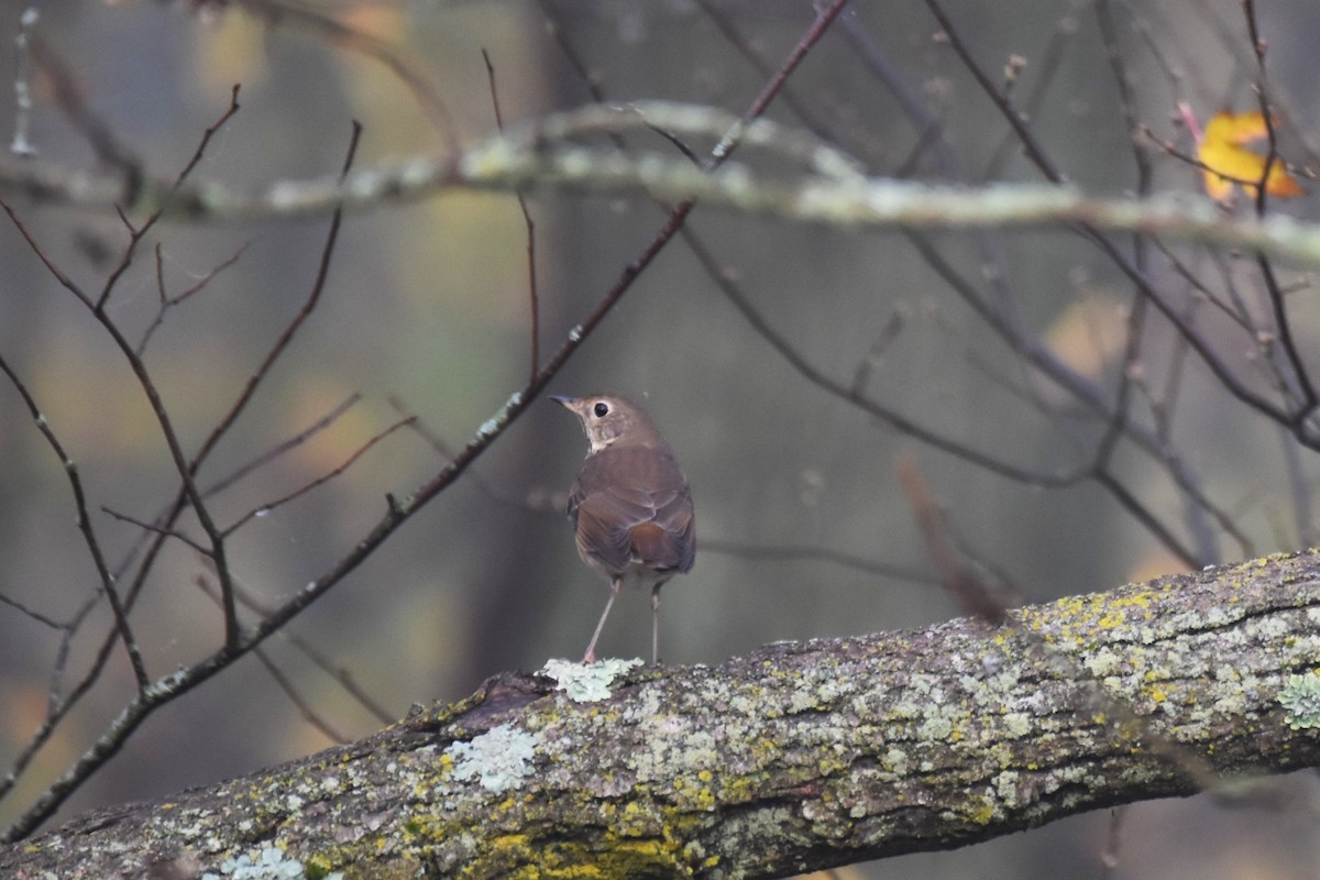 Hermit Thrush - ML273559691