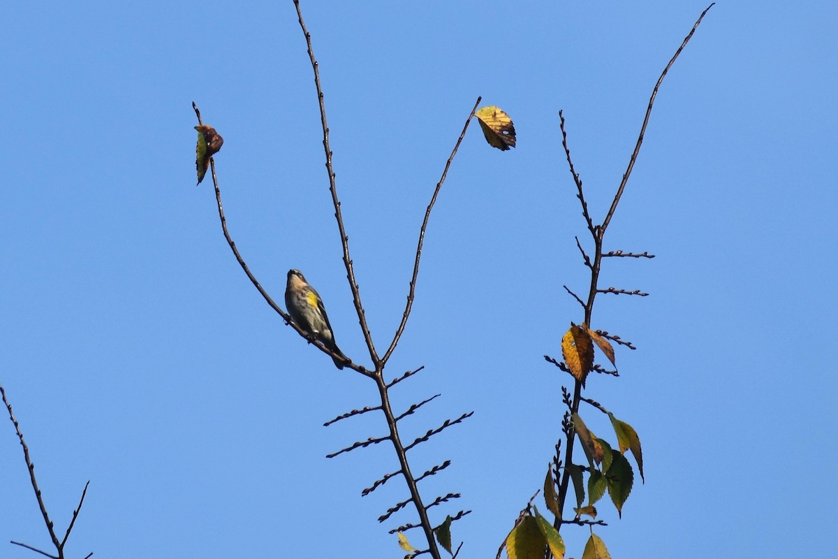 Yellow-rumped Warbler - ML273559931