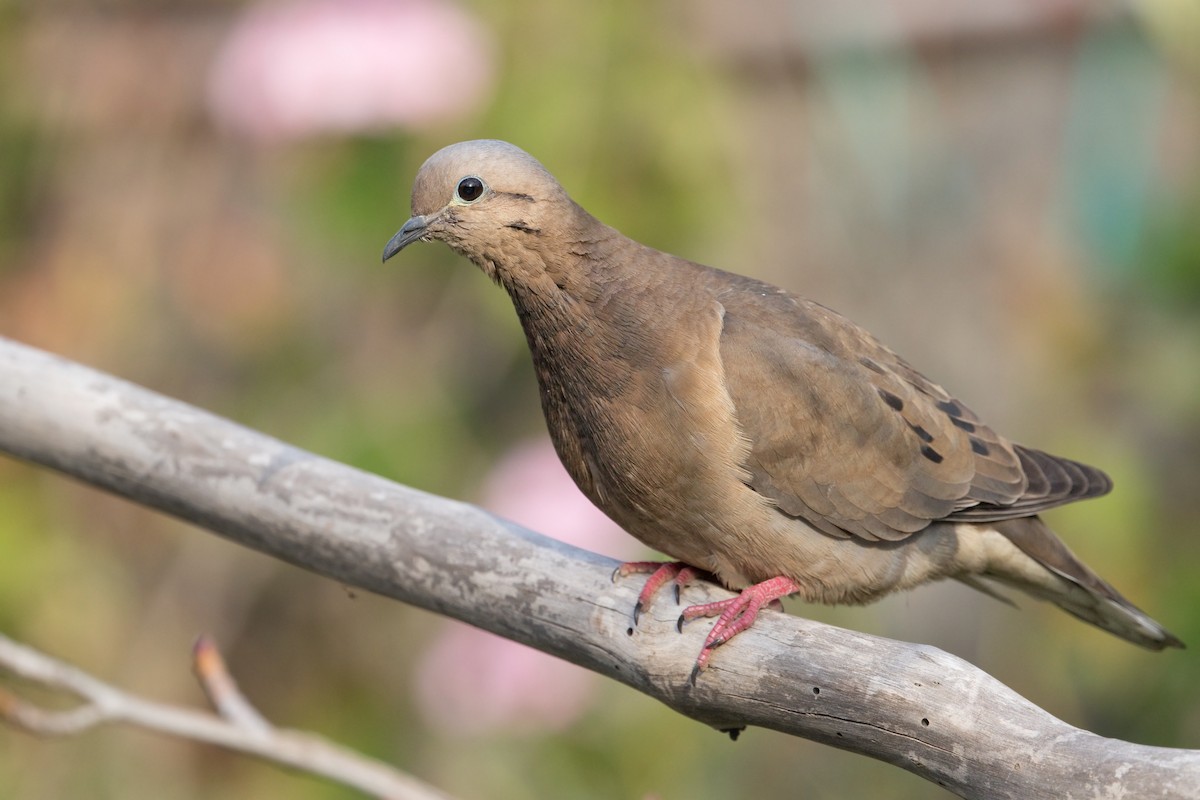 Eared Dove - ML273560011