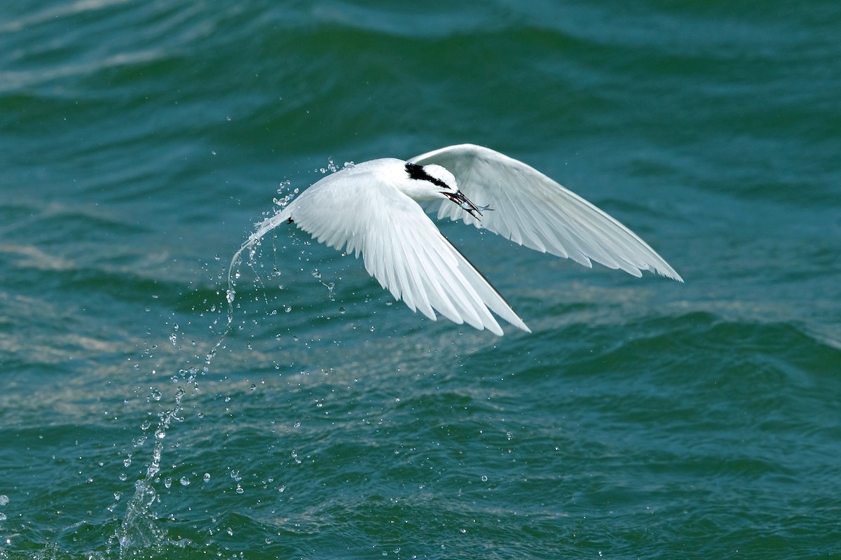 Black-naped Tern - ML273561591