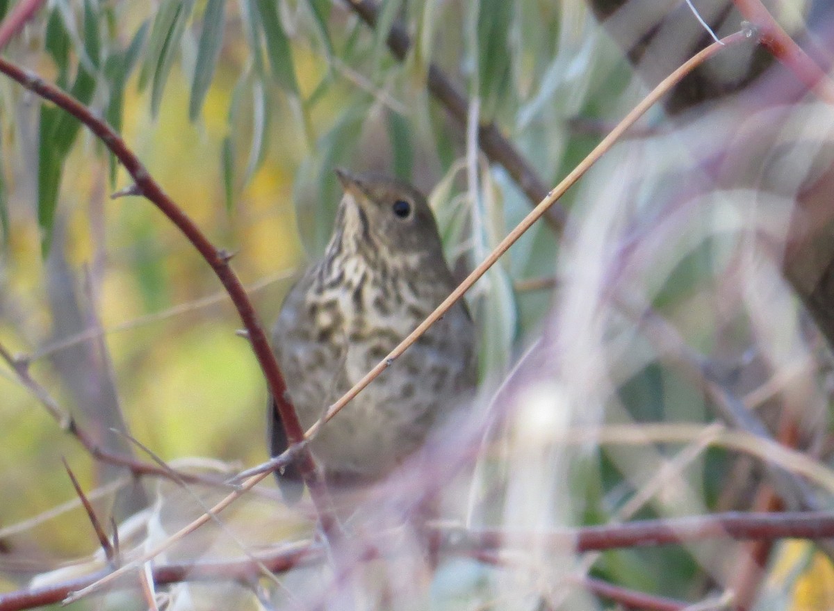 Hermit Thrush - ML273561671