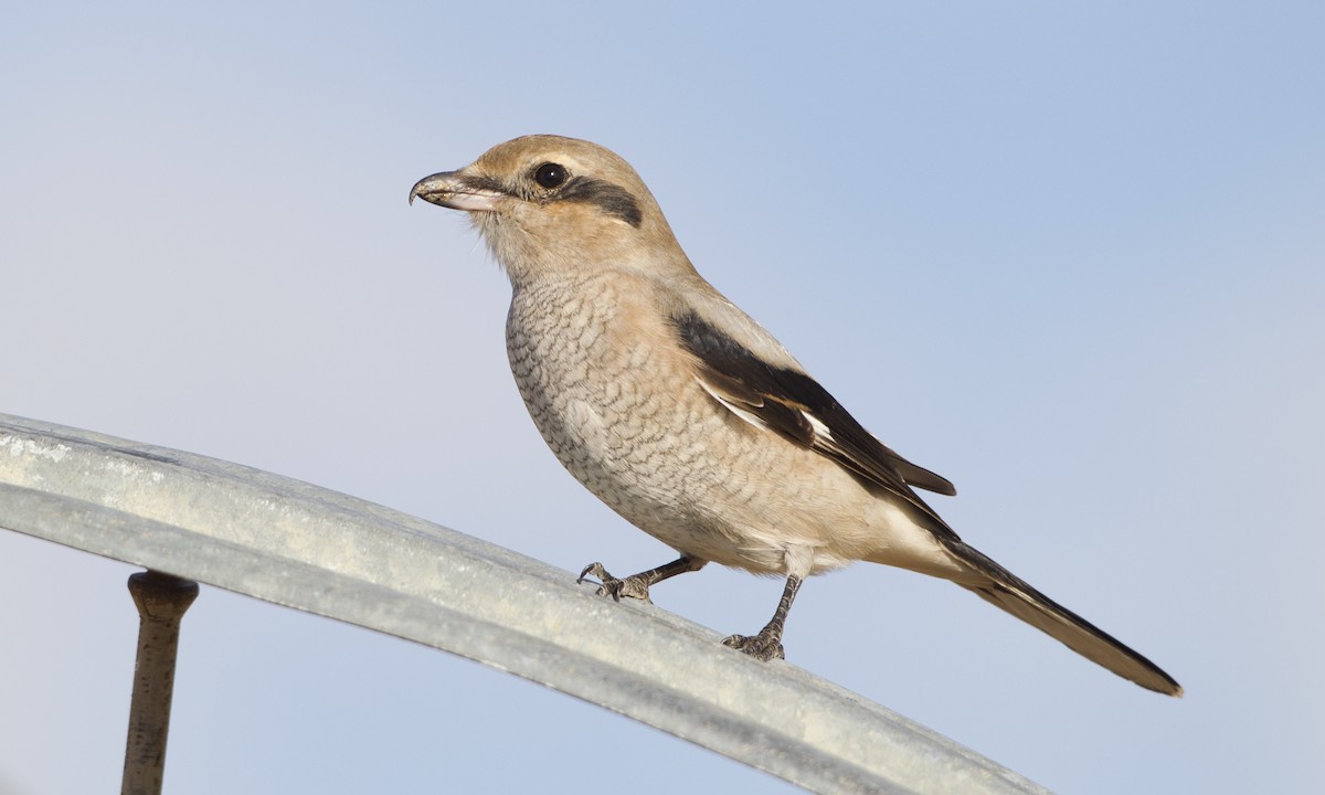 Alcaudón Boreal - ML27356181