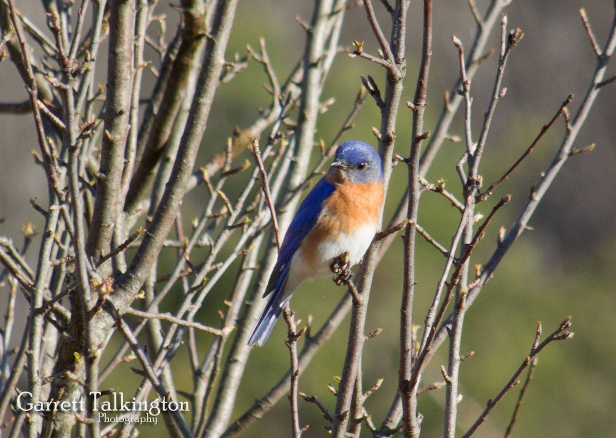 Eastern Bluebird - ML27356341