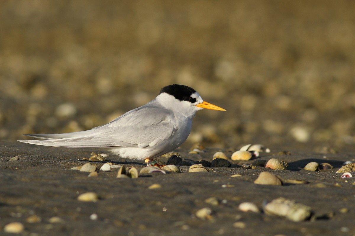 Australian Fairy Tern - ML27356521