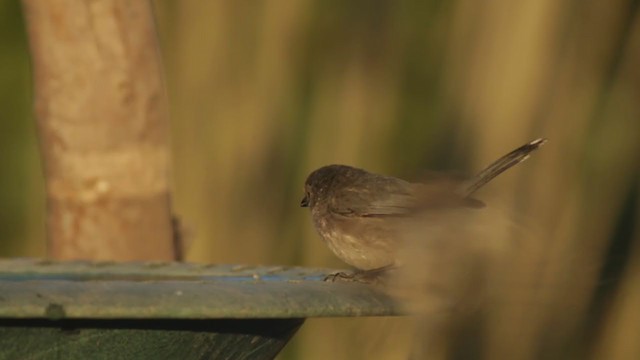 Bushtit (Pacific) - ML273565471