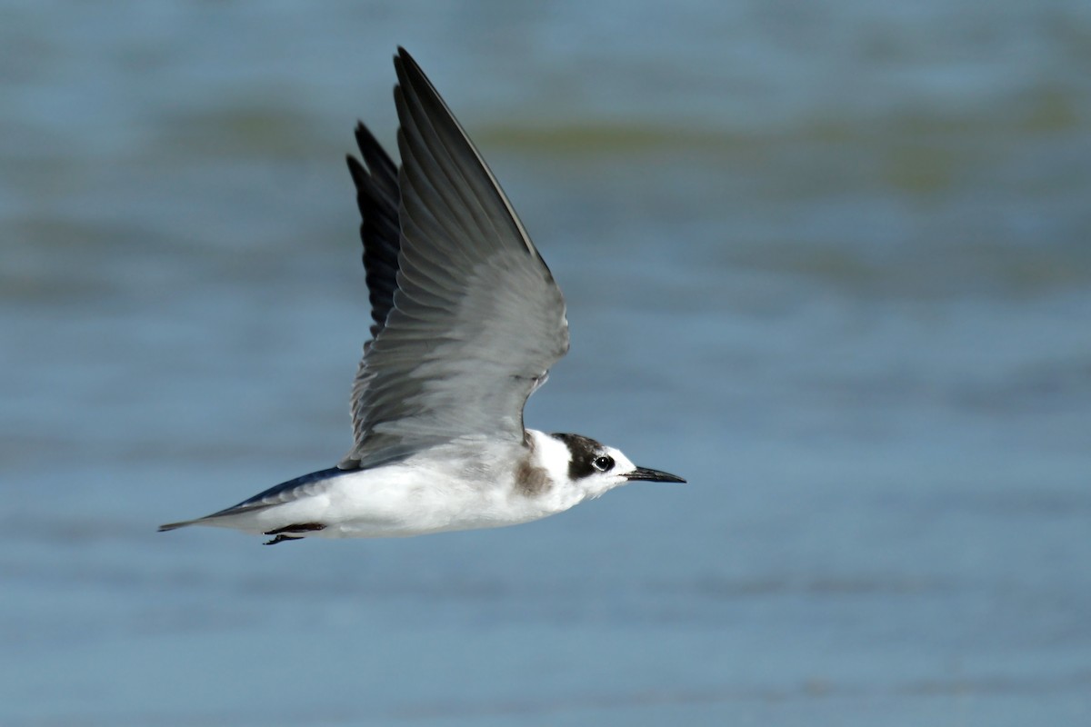 Black Tern - David Irving