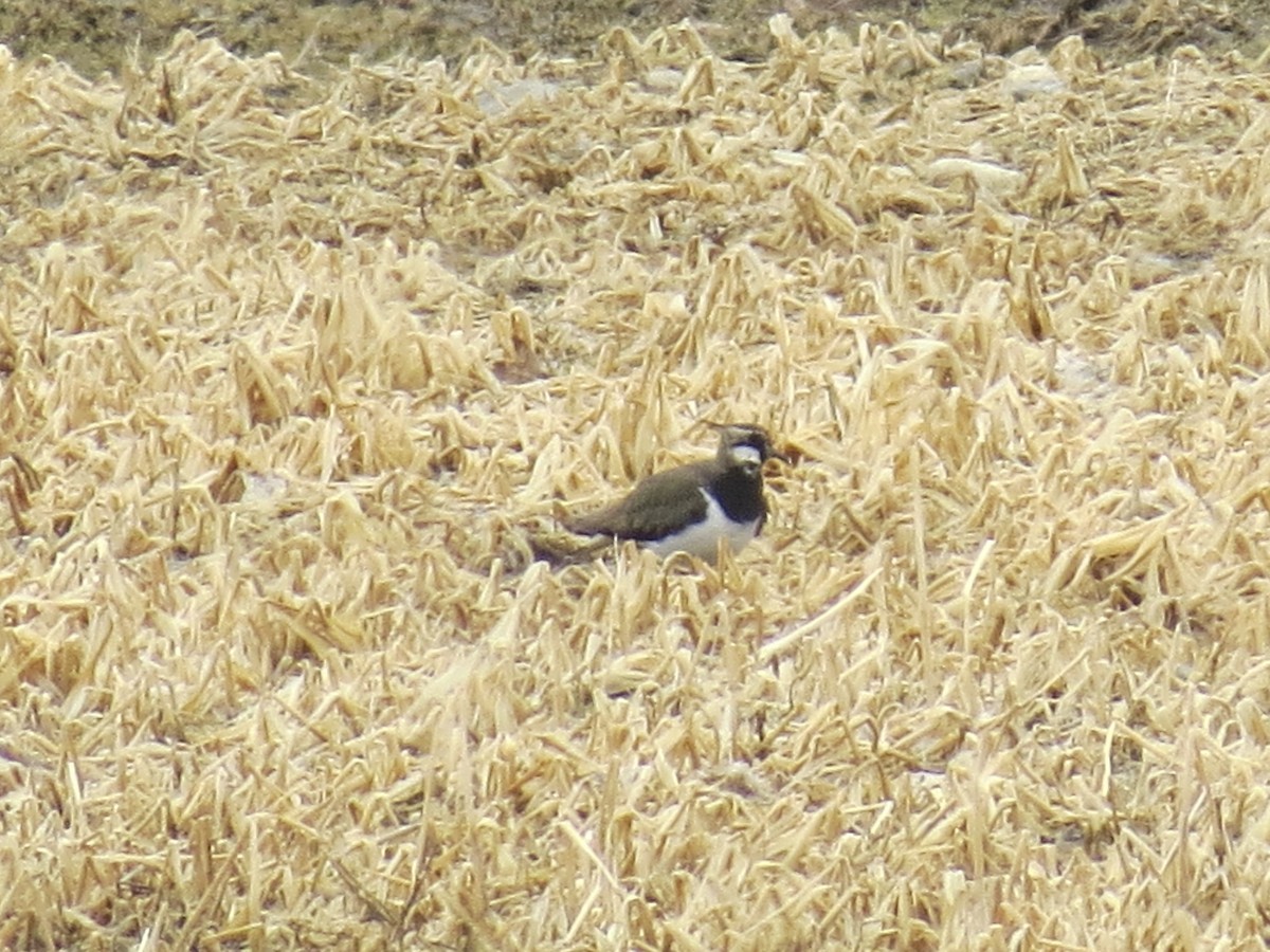 Northern Lapwing - ML273566041