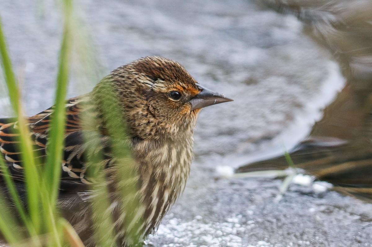 Red-winged Blackbird - ML273567401