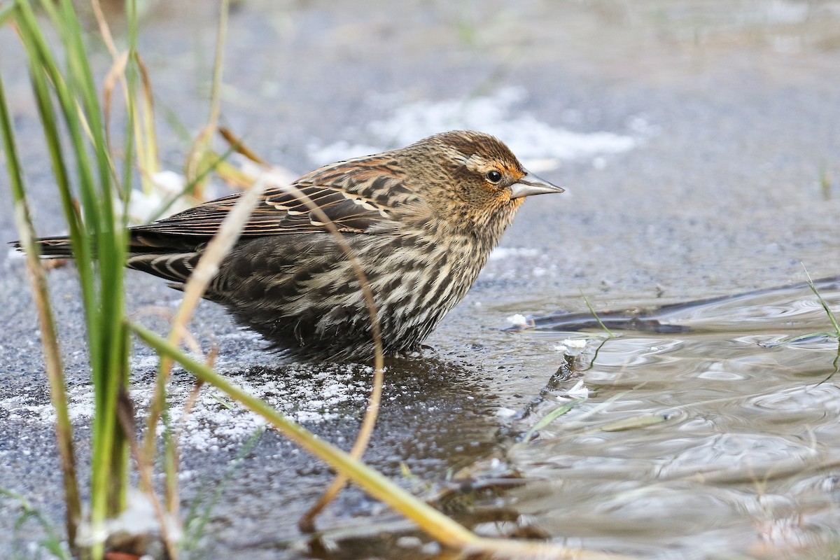 Red-winged Blackbird - ML273567531