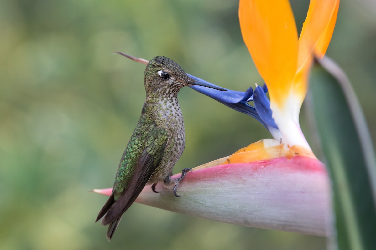 Green-backed Firecrown - Michel Gutierrez