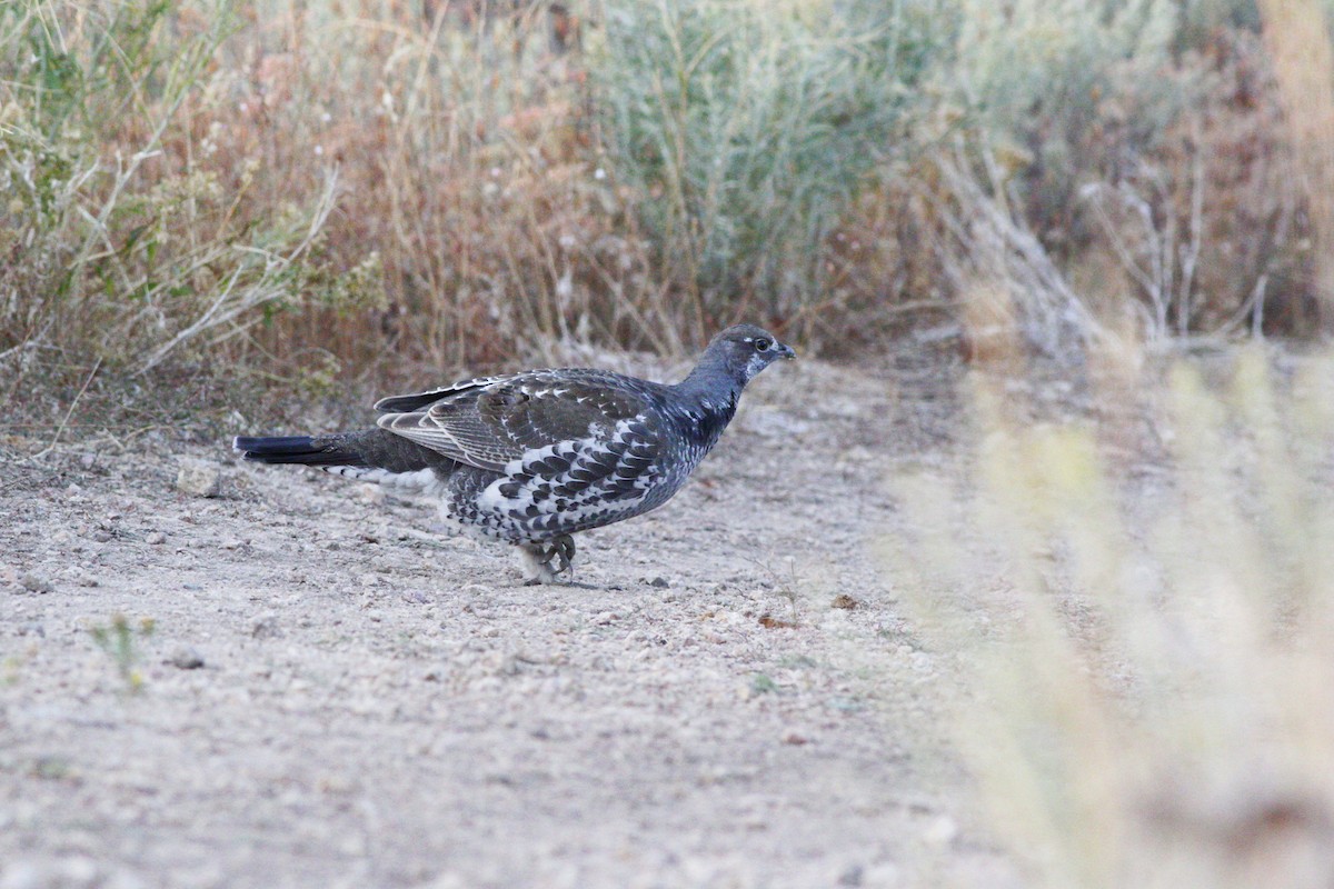 Dusky Grouse - ML273568391