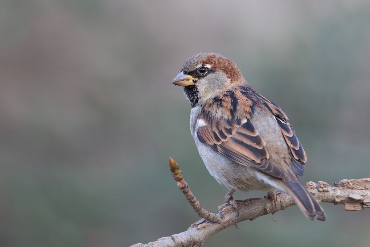 House Sparrow - ML273568851