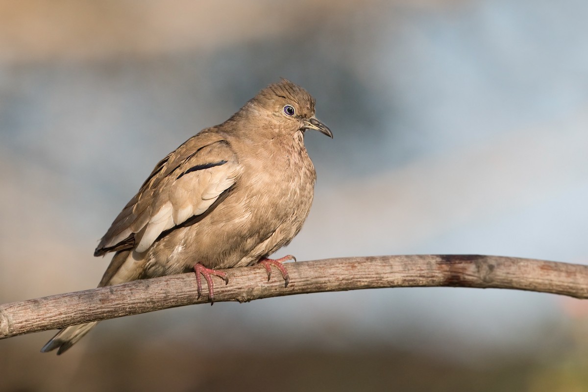 Picui Ground Dove - ML273569291