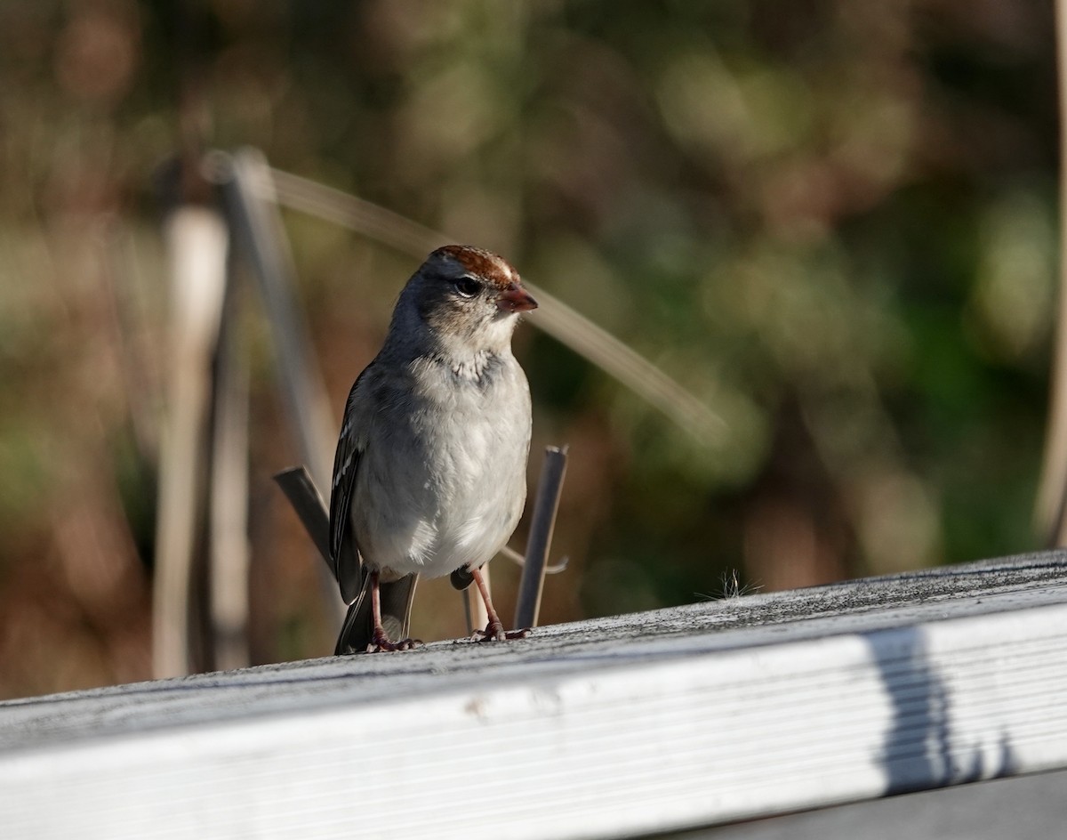 White-crowned Sparrow - Jeanne-Marie Maher