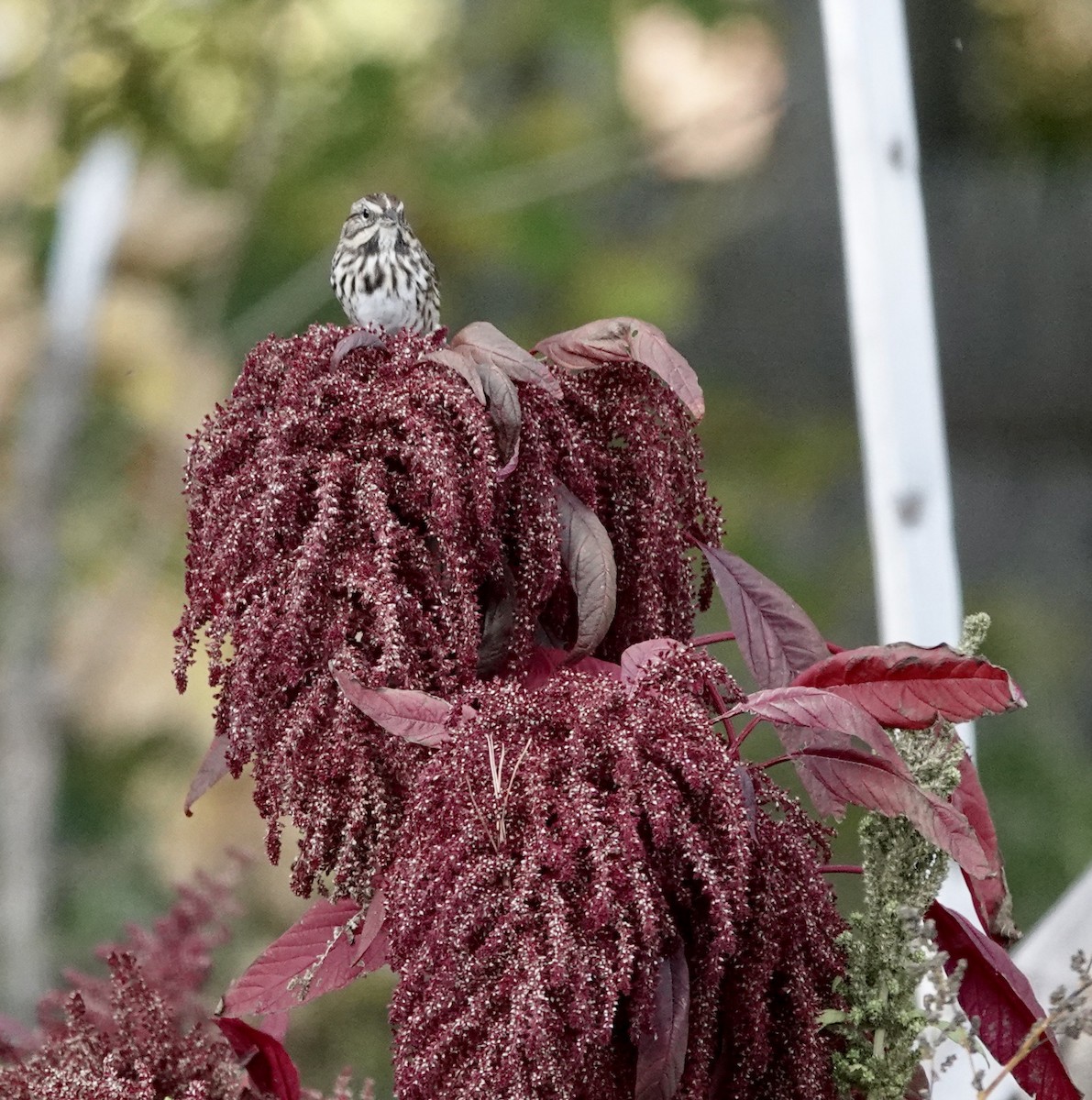 Song Sparrow - ML273569551