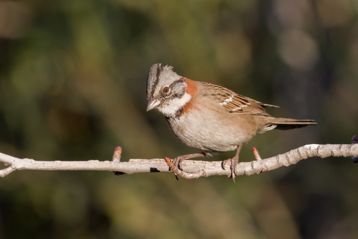 Rufous-collared Sparrow - ML273569661